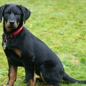 chien DM (47)